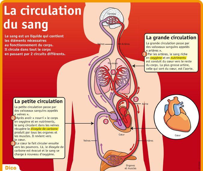 Sciences La Circulation Sanguine Où Le Sang Circule T Il Mardi 19 Mai Ecole René Fillet 